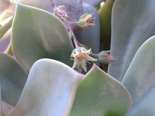 graptoveria